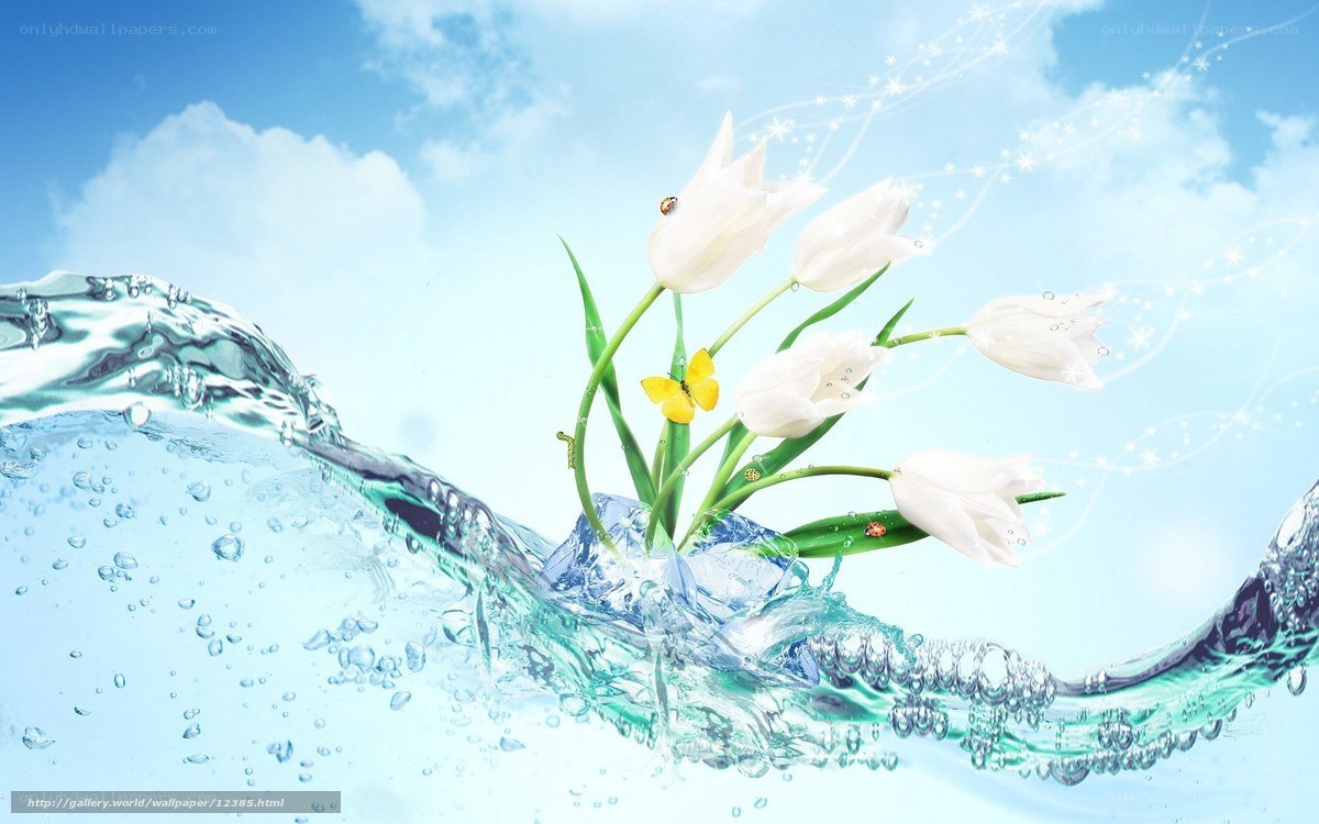 White tulips in water splash