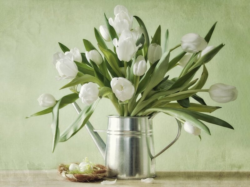 White Tulips in Watering Can
