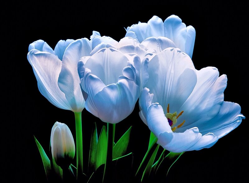 White Tulips on Black — Blue