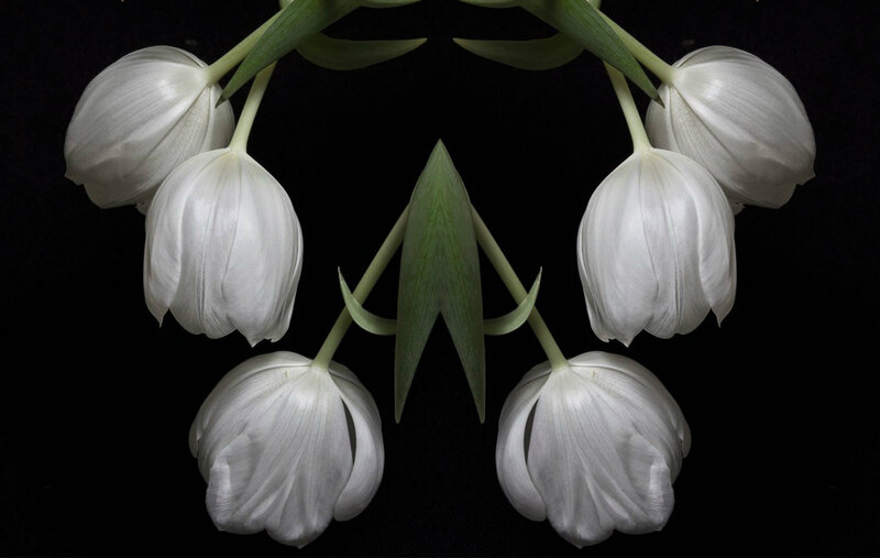 White Tulips on Black — Dramatic