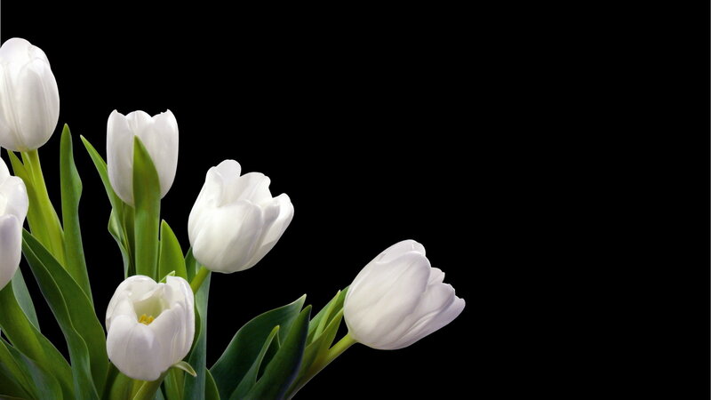 White Tulips on Black