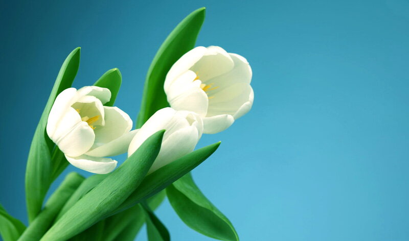 White Tulips on Blue — Calm