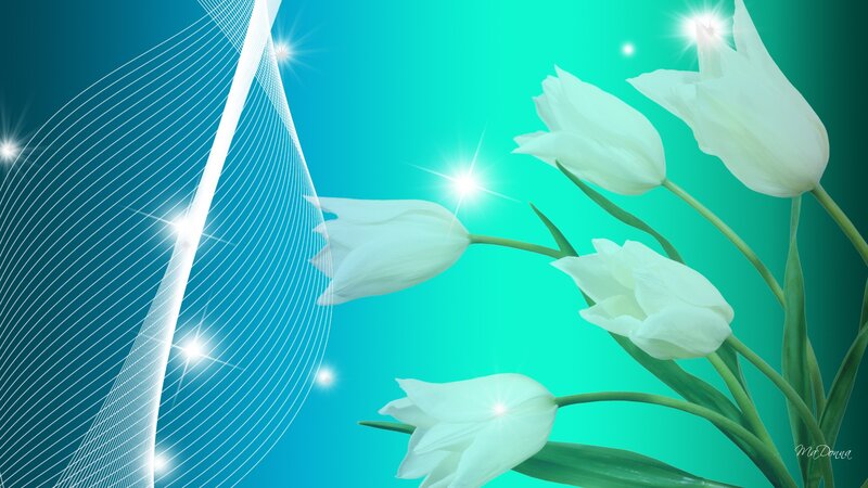 White Tulips on Blue