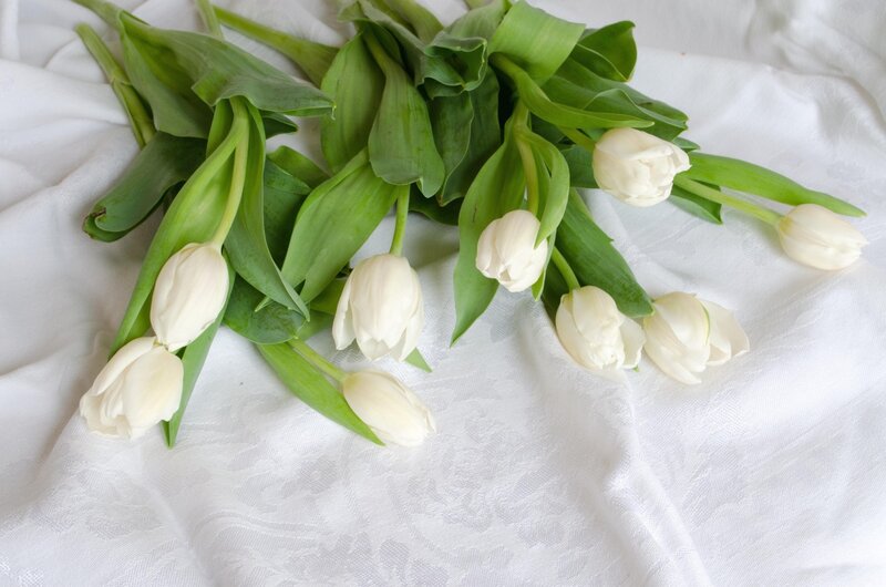 White Tulips on Cloth — Serene