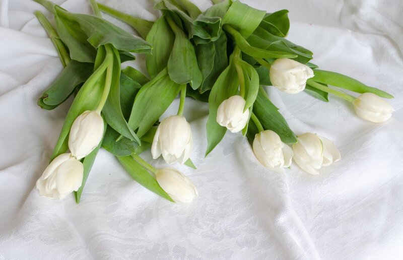 White Tulips on Cloth