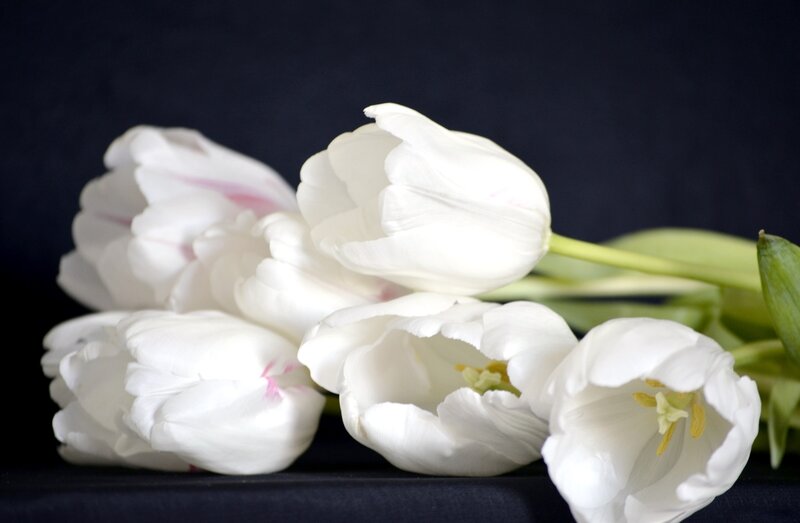 White Tulips on Dark Surface