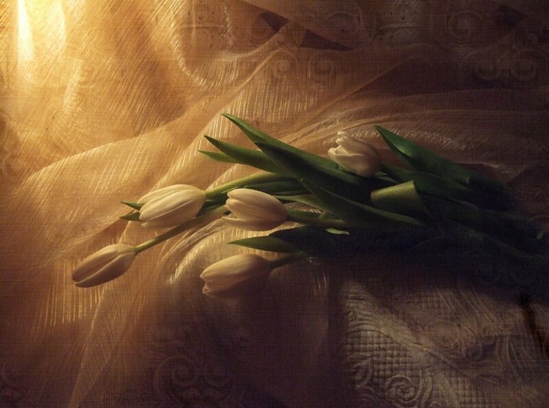 White Tulips on Fabric