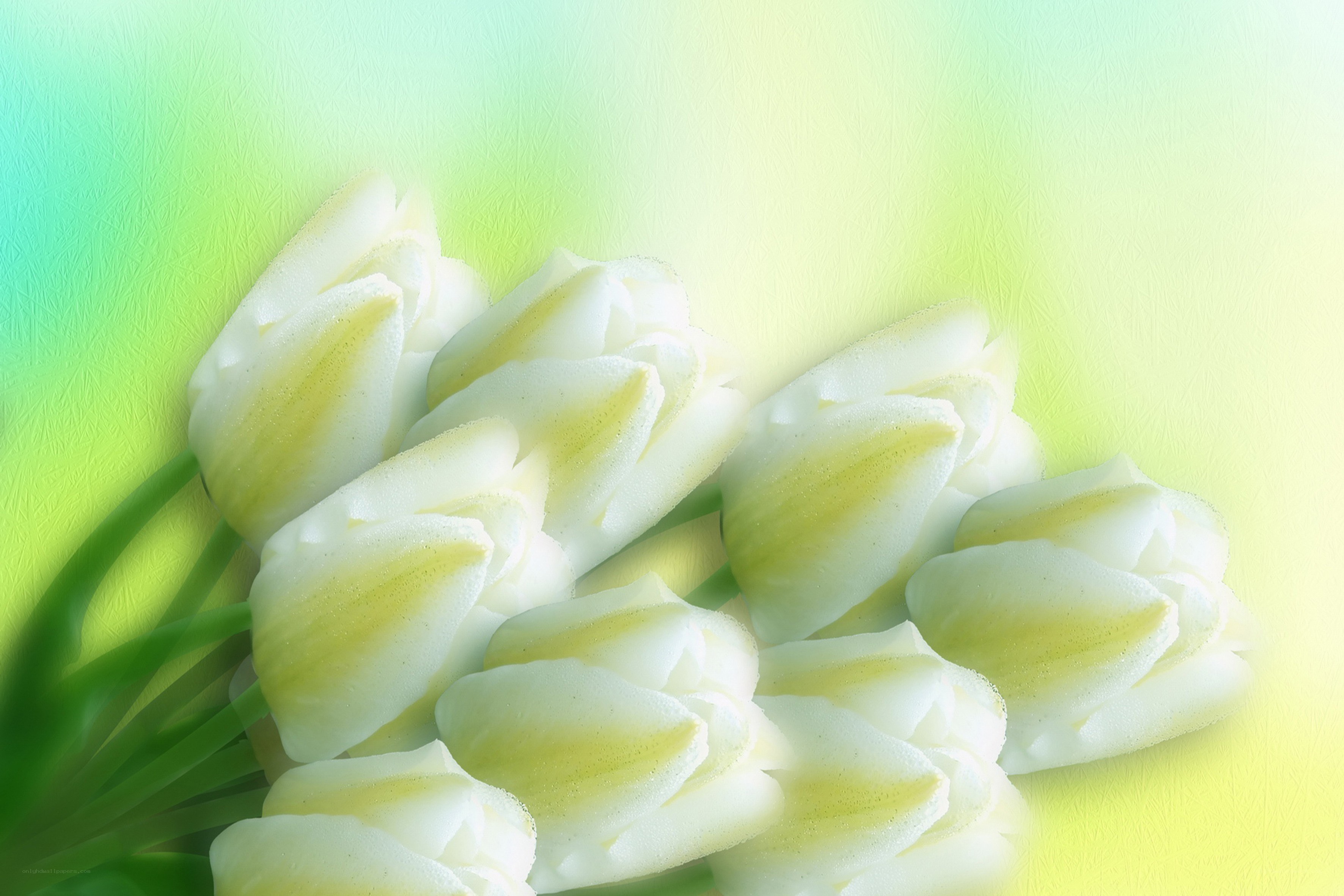 White tulips on green background