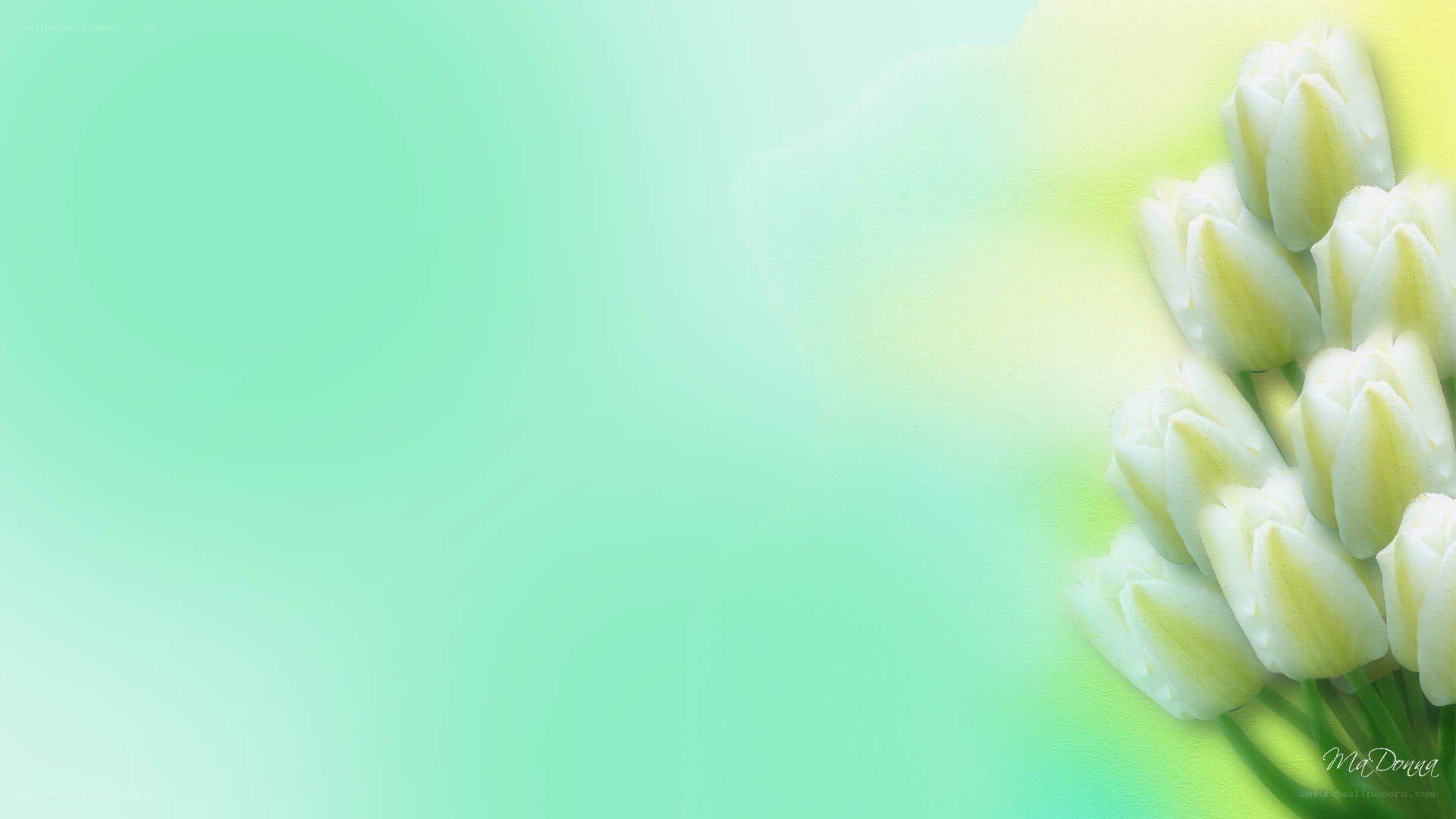 white tulips on green background