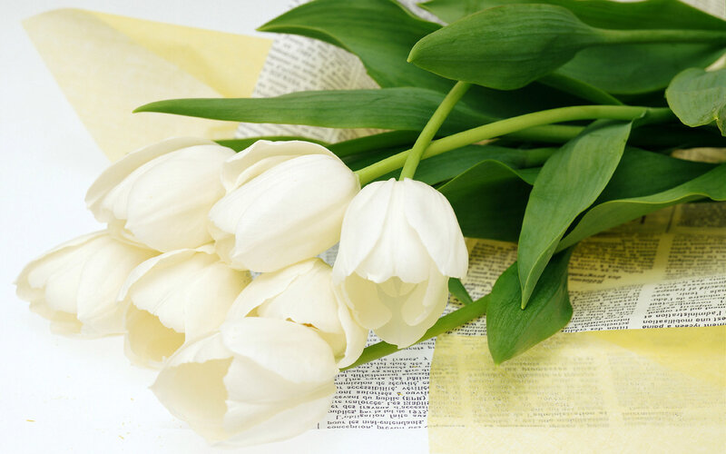 white tulips on newspaper
