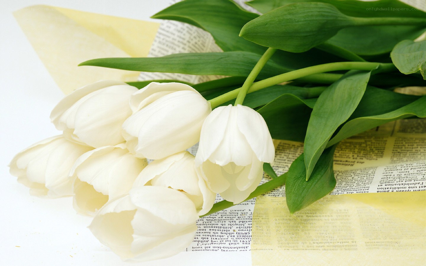 white tulips on newspaper