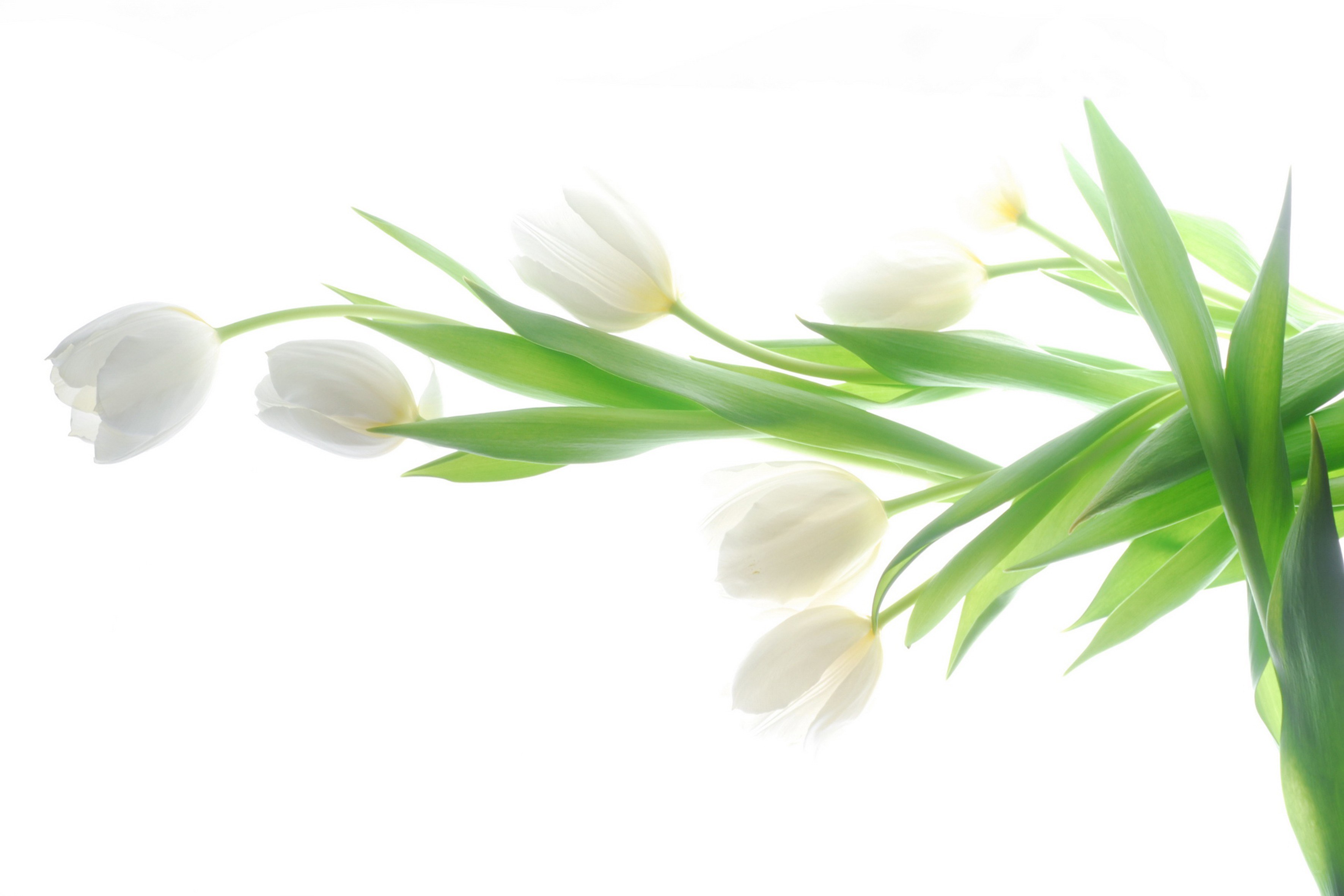 white tulips on white background