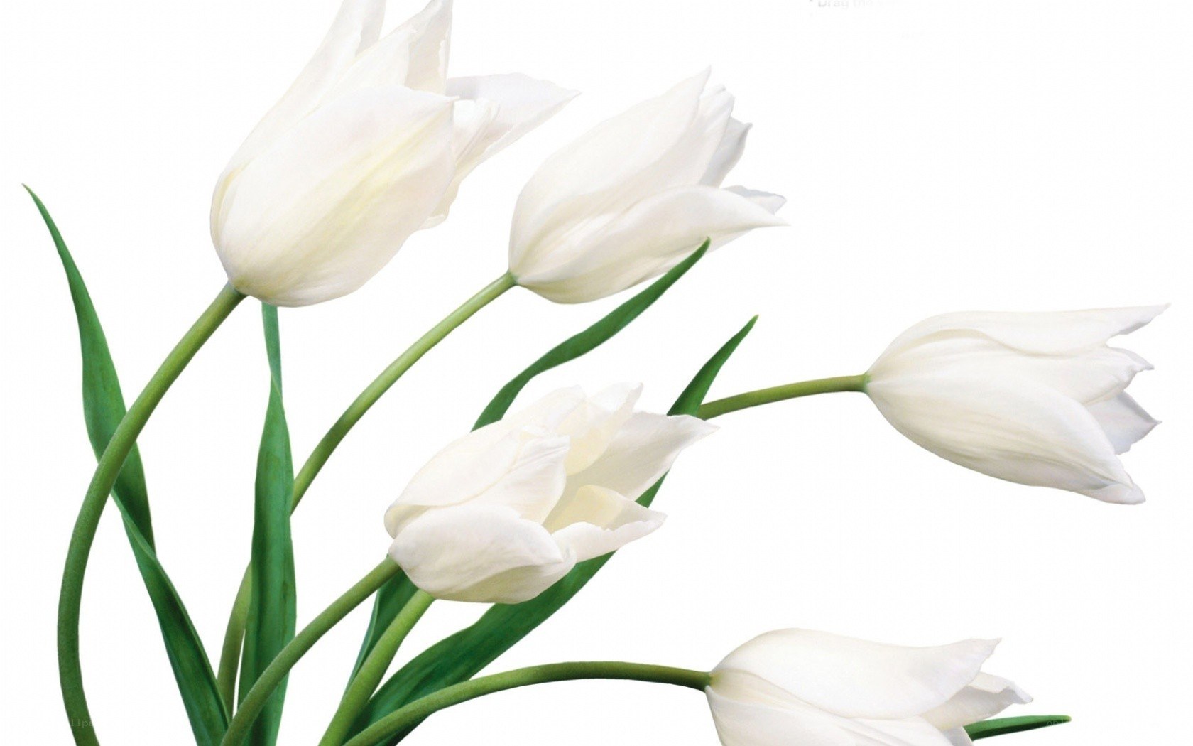 white tulips on white background