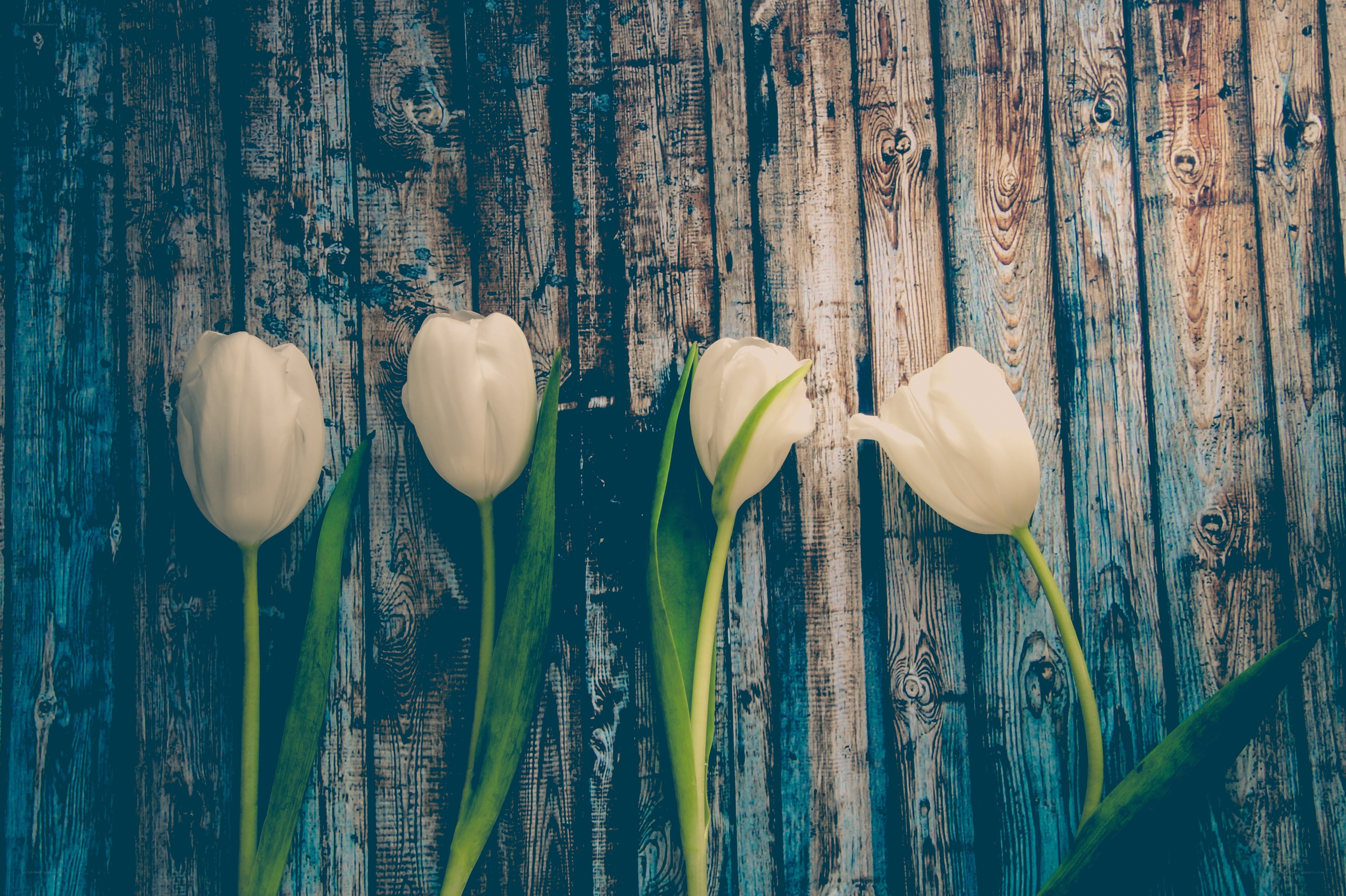 white tulips on wood