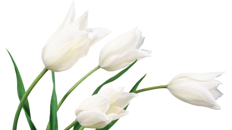 White Tulips — Serene, Photograph, Green Stems