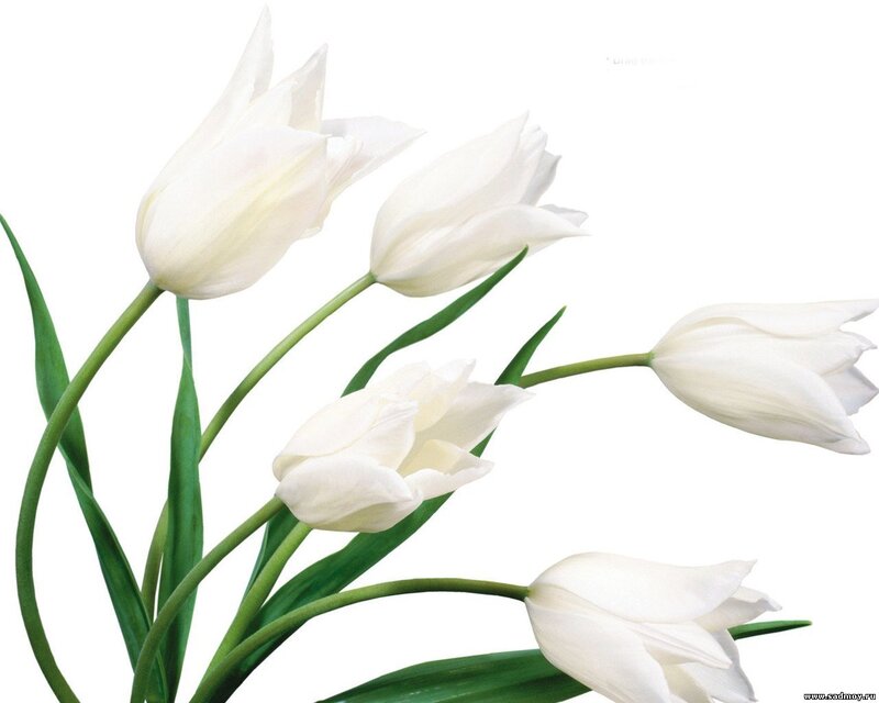 White Tulips