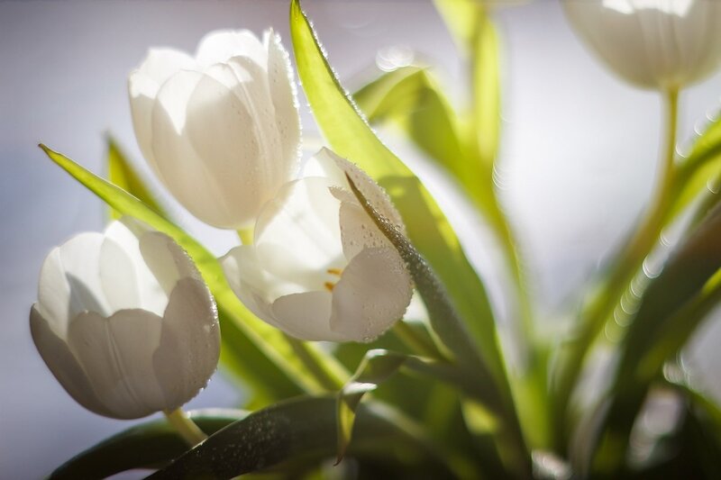 White Tulips with Dew — Serene, Morning