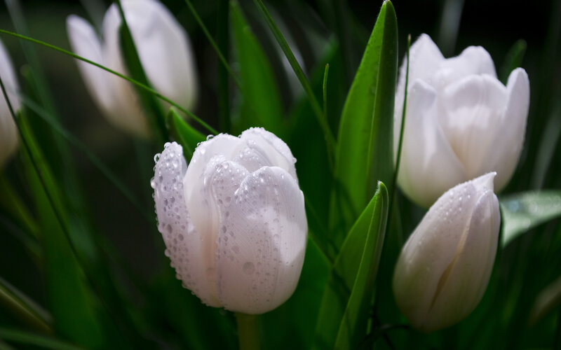 White Tulips with Dew — Serene