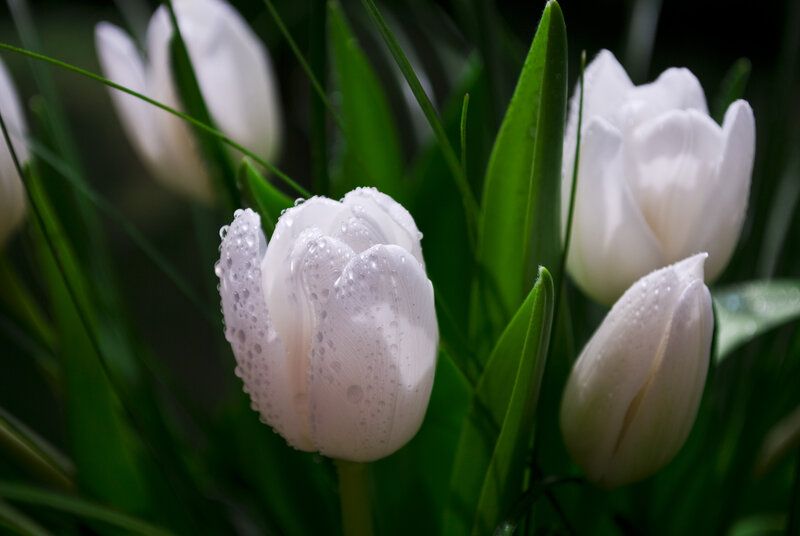 White Tulips with Dew