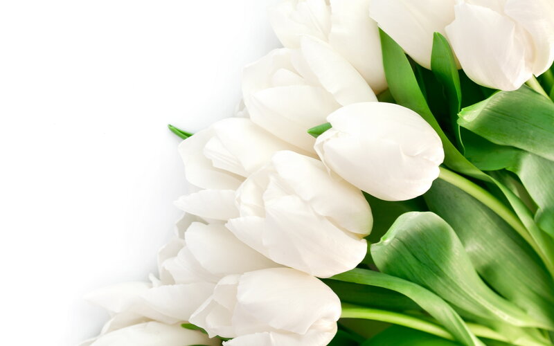White Tulips with Green Leaves — Calm, Photograph, Flowers