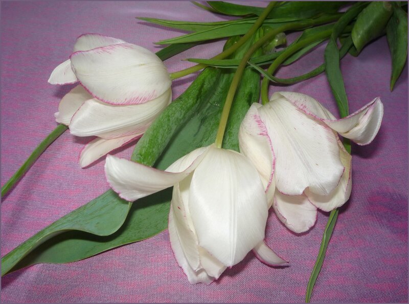 White Tulips with Green Leaves — Calm, Photograph, Green Leaves