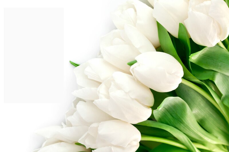 White Tulips with Green Leaves — Calm, Photograph