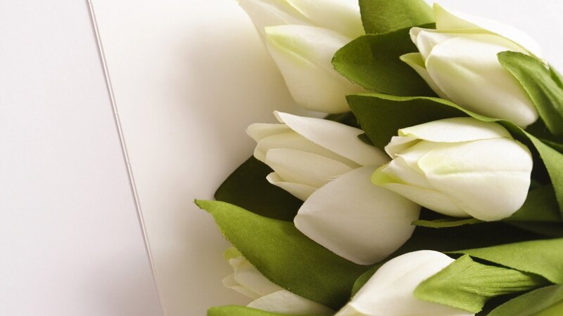 White Tulips with Green Leaves — Calm