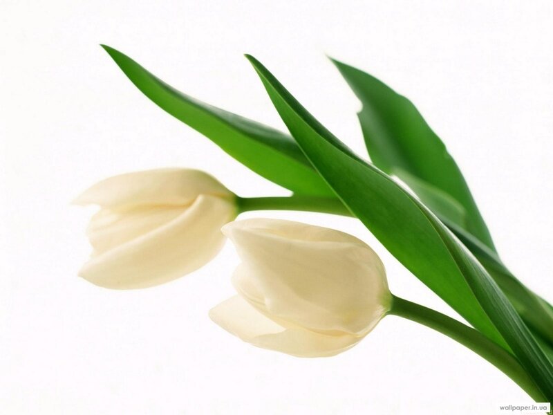 White Tulips with Green Leaves — Serene, Photograph, Flowers