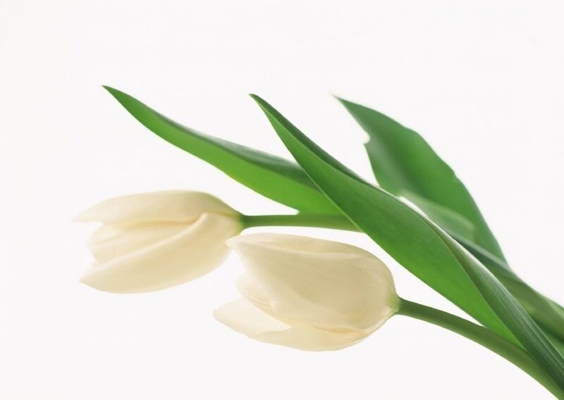 White Tulips with Green Leaves — Serene