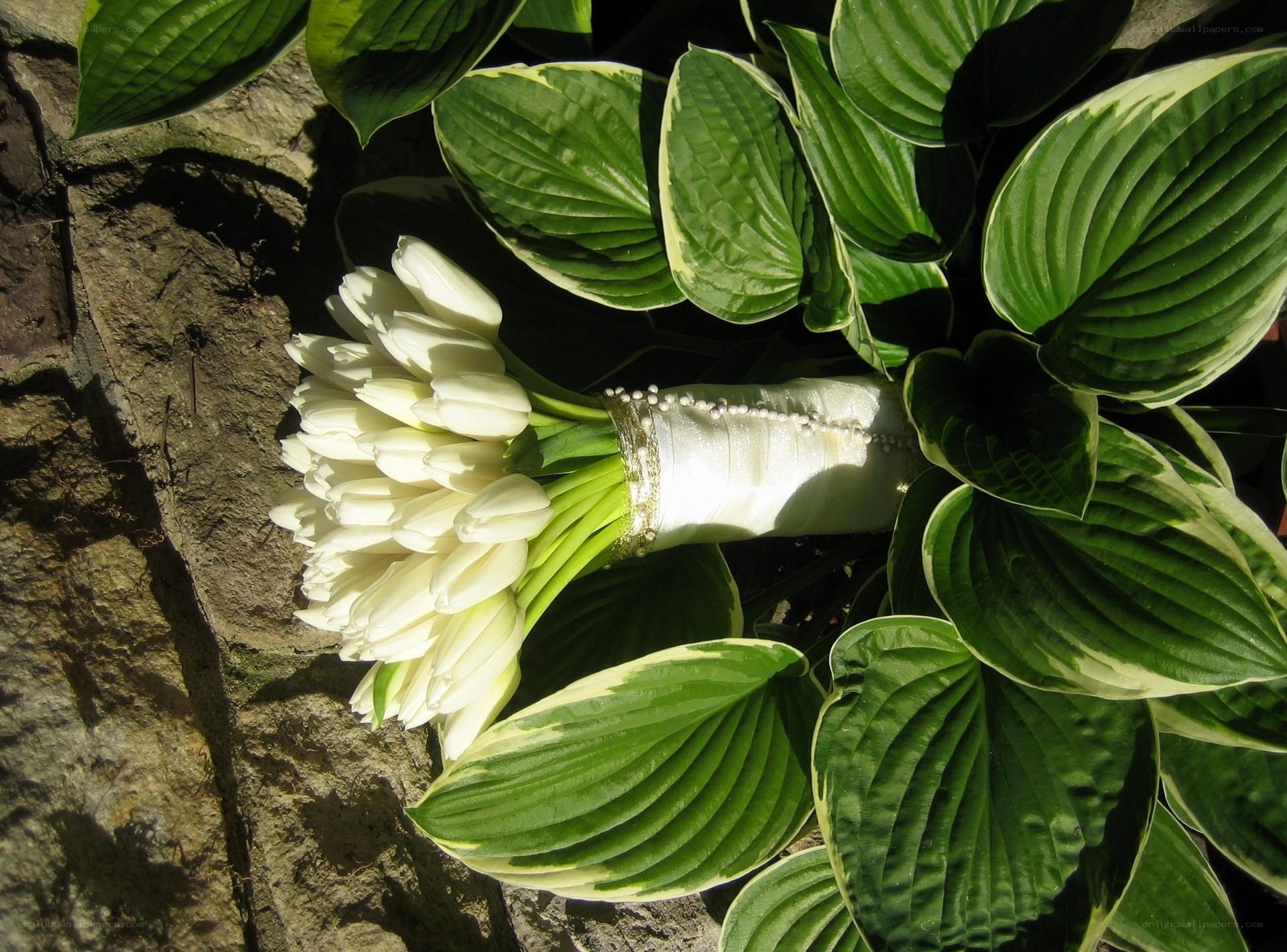 White tulips with hosta leaves