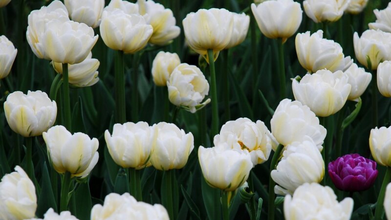 White Tulips with One Purple