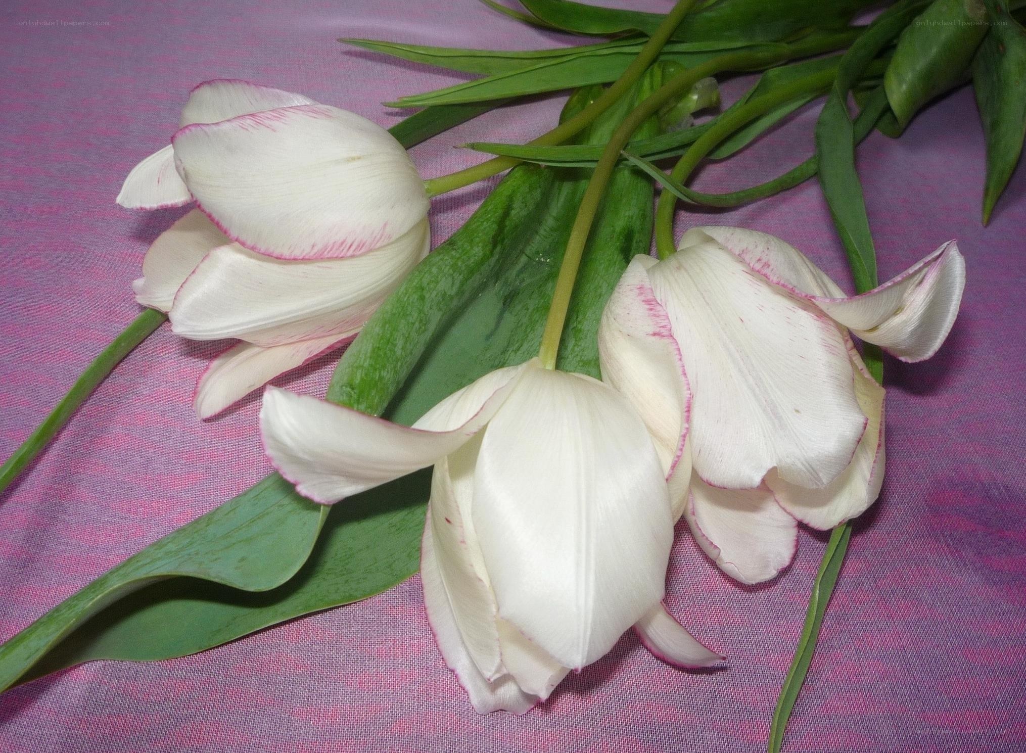 White tulips with pink edges