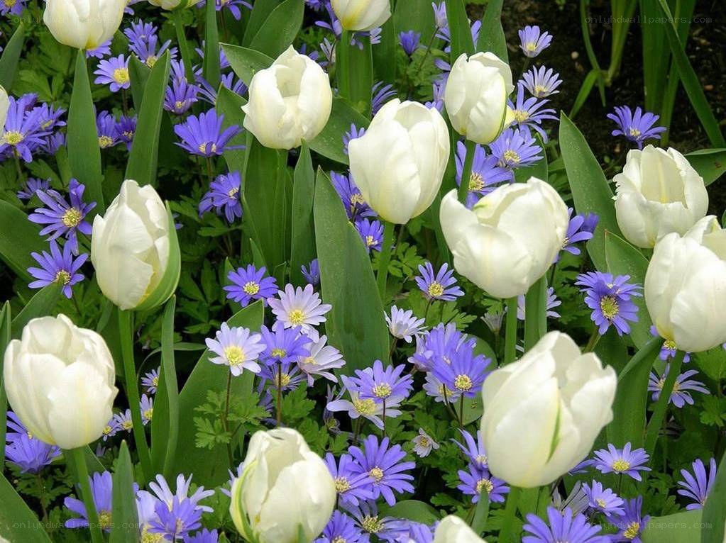 white tulips with purple flowers