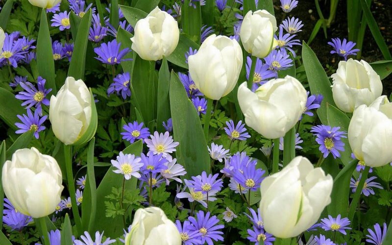 White tulips with purple flowers