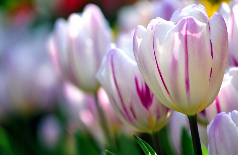 White Tulips with Purple Stripes — Serene