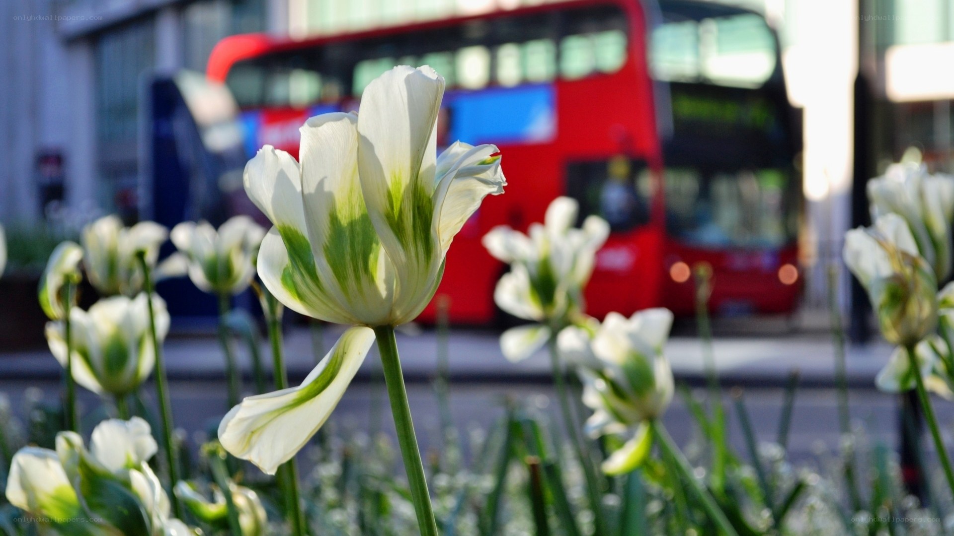 White tulips with red bus