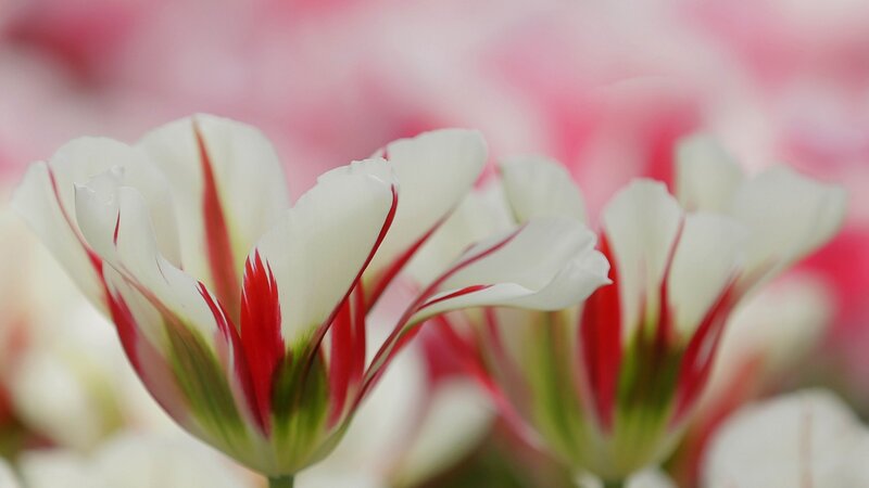 White Tulips with Red Stripes — Calm