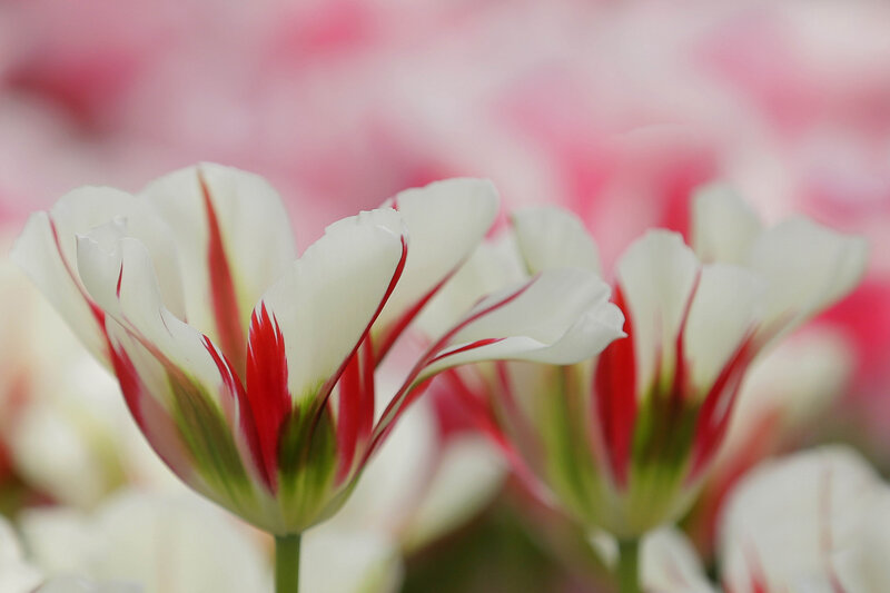 White Tulips with Red Stripes