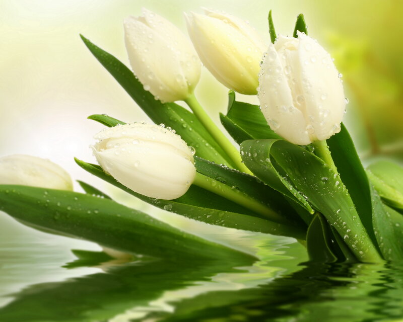 White Tulips with Water Droplets — Serene, Morning
