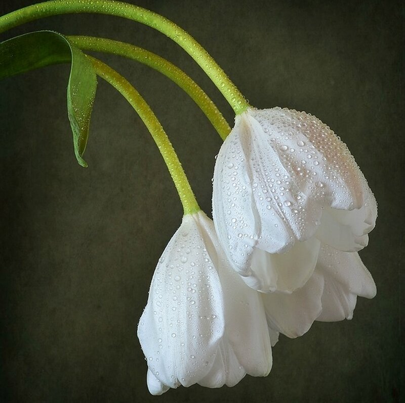 White Tulips with Water Droplets — Serene