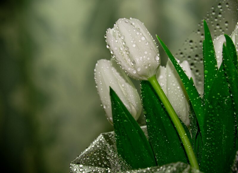 White Tulips with Water Droplets