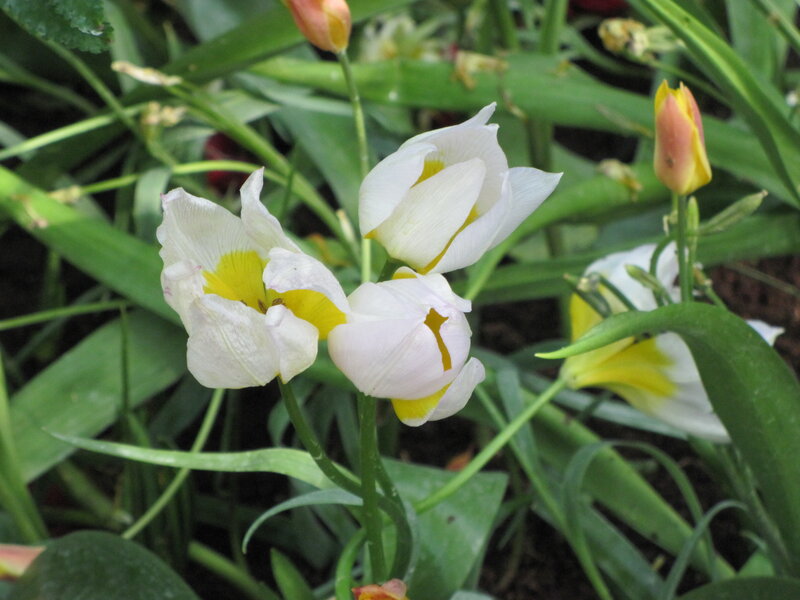 White Tulips with Yellow Centers — Natural