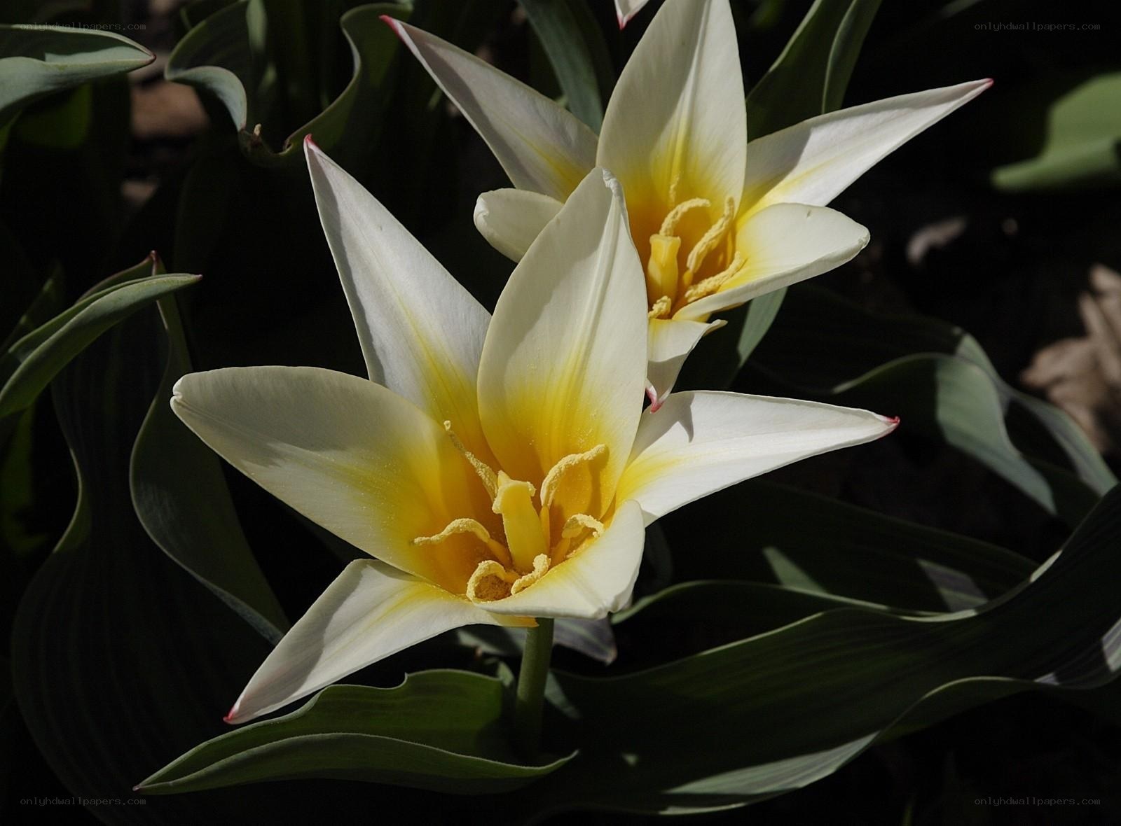 White tulips with yellow centers