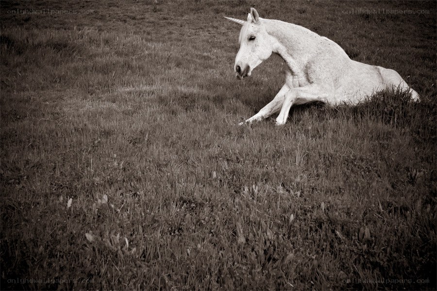 White unicorn in a field