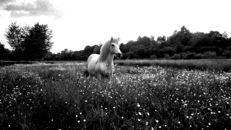 White Unicorn in Field — Black