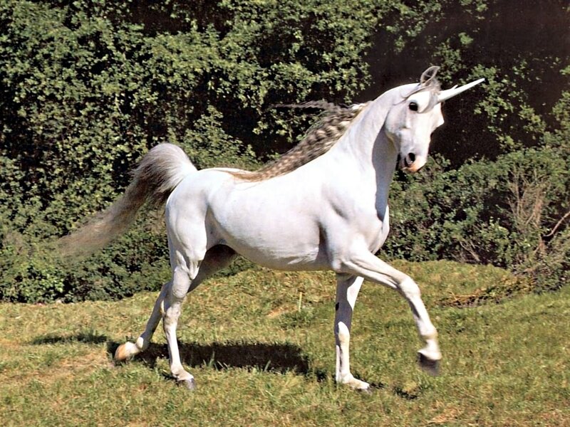 White Unicorn in Field — Calm