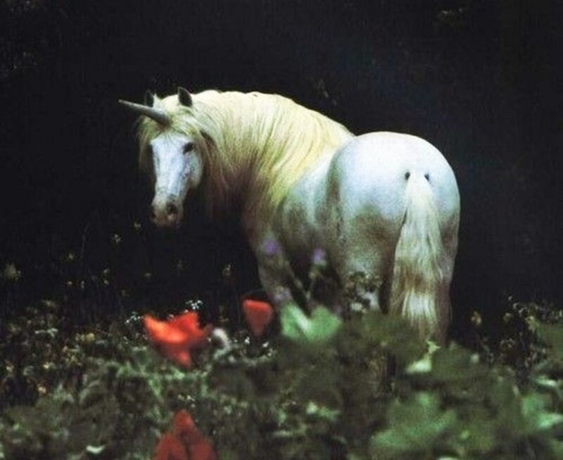 White Unicorn in Forest — Mysterious, Night, Photograph