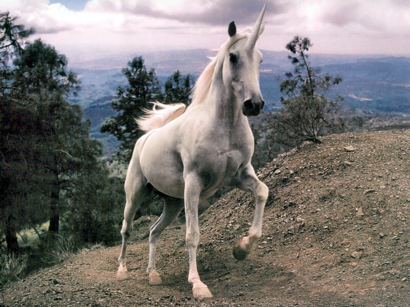 White Unicorn on Hill — Dramatic