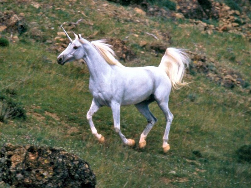 white unicorn running