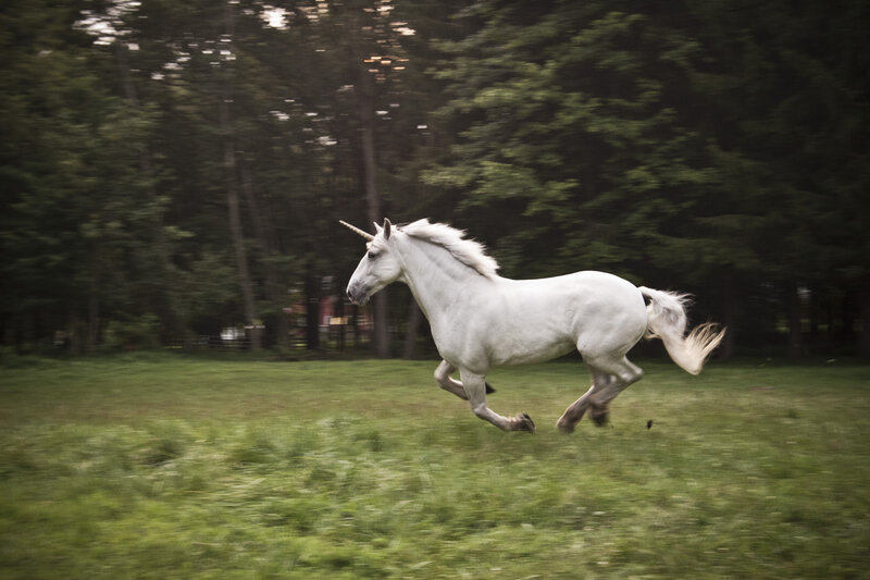 White Unicorn Running — Dynamic